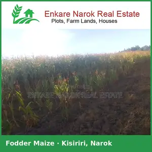 Fodder Maize for Silage for Sale in Narok, Kisiriri — Near the Tarmac