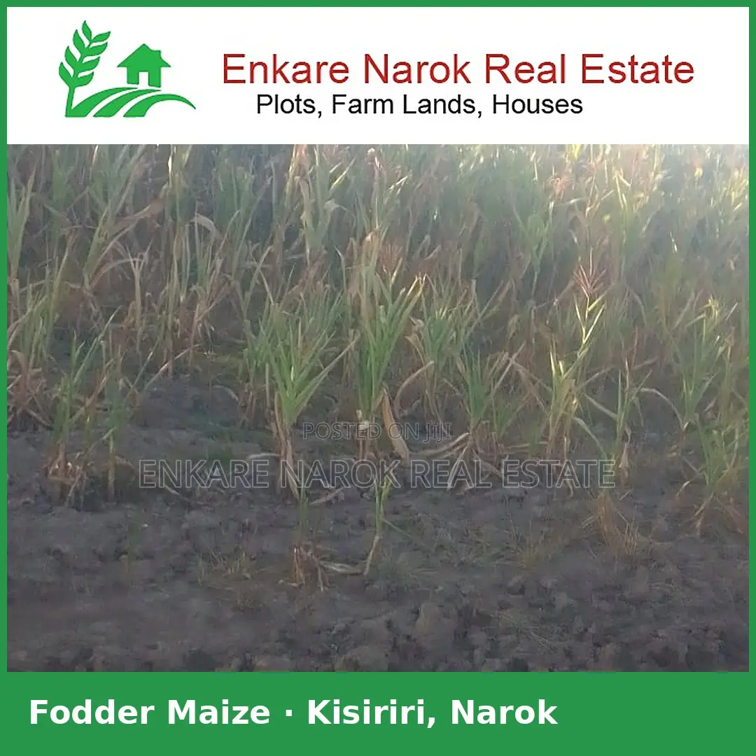 Fodder Maize for Silage for Sale in Narok, Kisiriri — Near the Tarmac