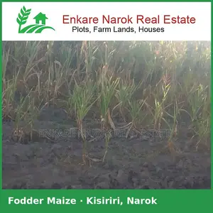Fodder Maize for Silage for Sale in Narok, Kisiriri — Near the Tarmac