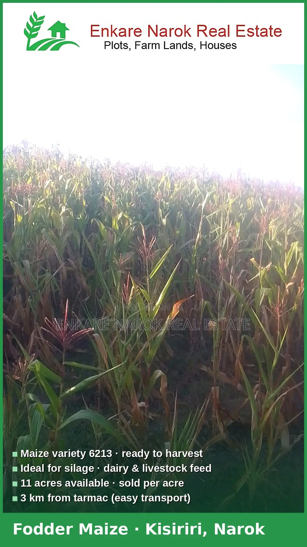 Fodder Maize for Silage for Sale in Narok, Kisiriri — Near the Tarmac