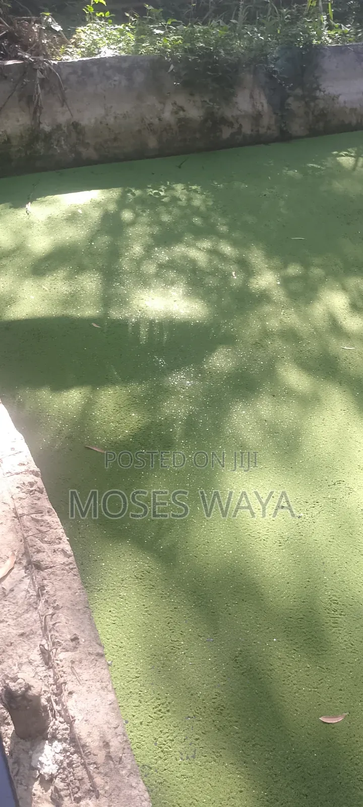 Azolla Feed