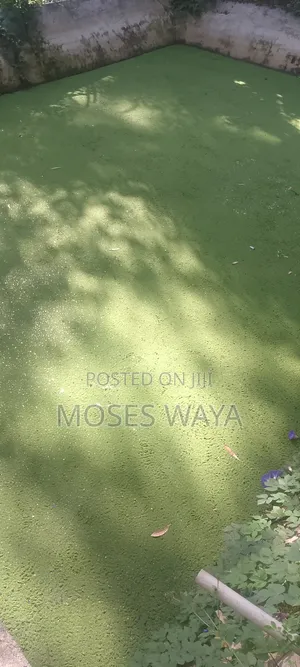 Azolla Feed
