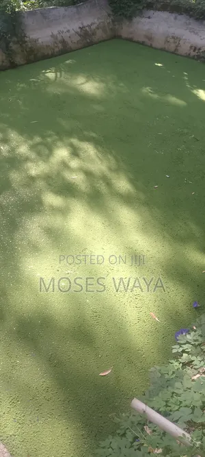 Azolla Feed
