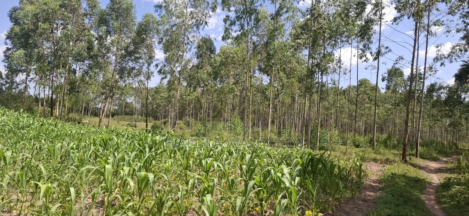 2 Acres LUNAO Bumula