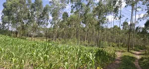 2 Acres LUNAO Bumula