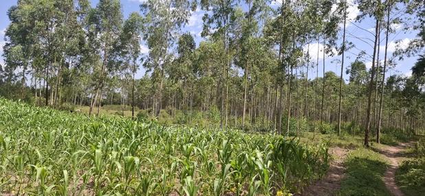 2 Acres LUNAO Bumula