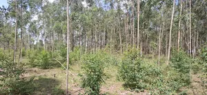 2 Acres LUNAO Bumula