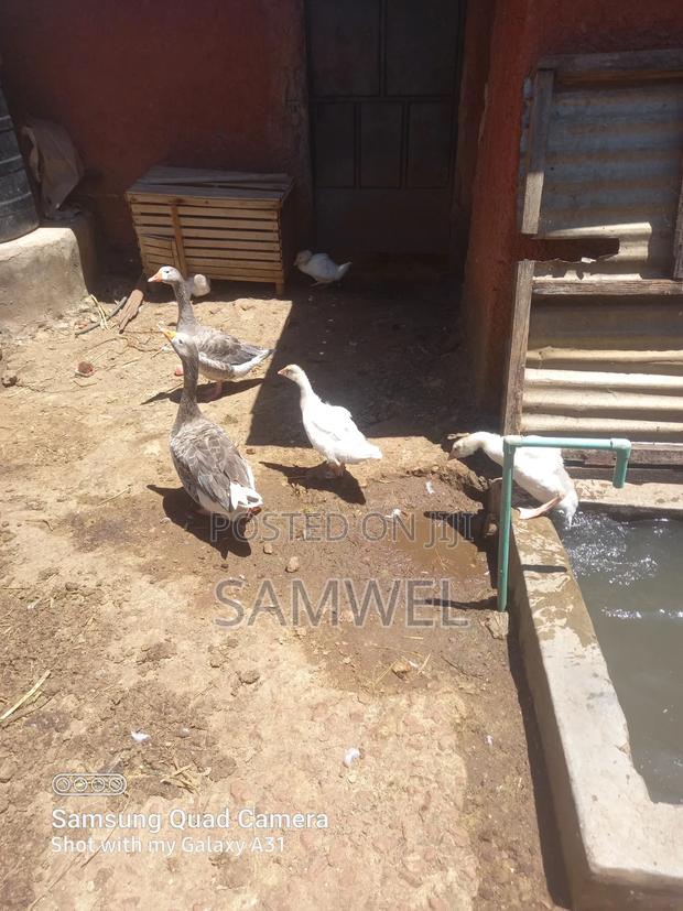 Domestic Geese