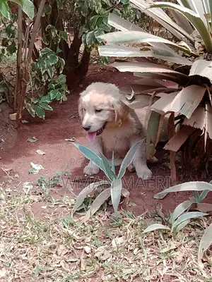 1-3 months Female Purebred Golden Retriever