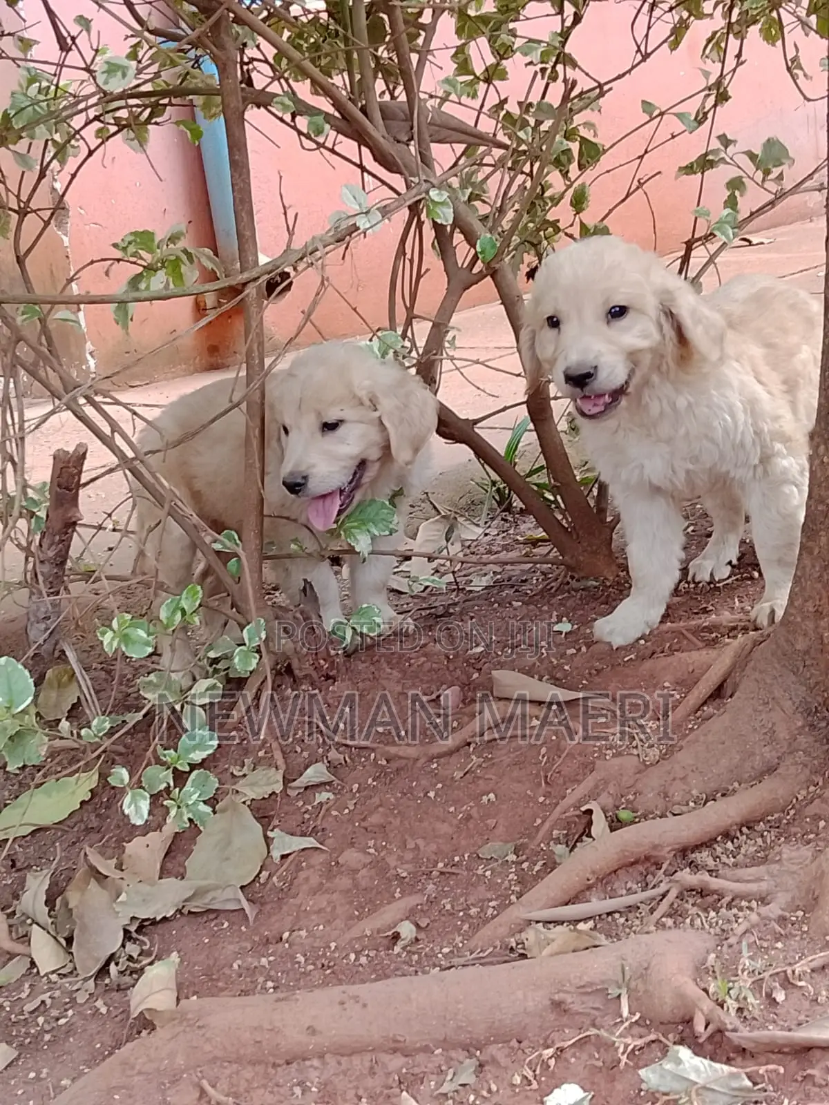 1-3 months Female Purebred Golden Retriever