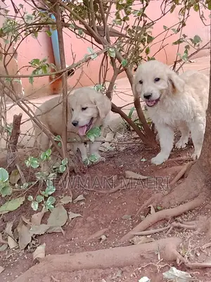 1-3 months Female Purebred Golden Retriever
