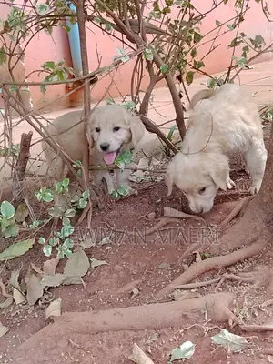 1-3 months Female Purebred Golden Retriever