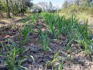 Farm Job Available