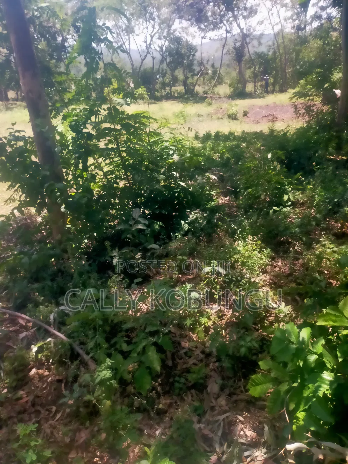 13⁄4 Acres Ojola Kadongo