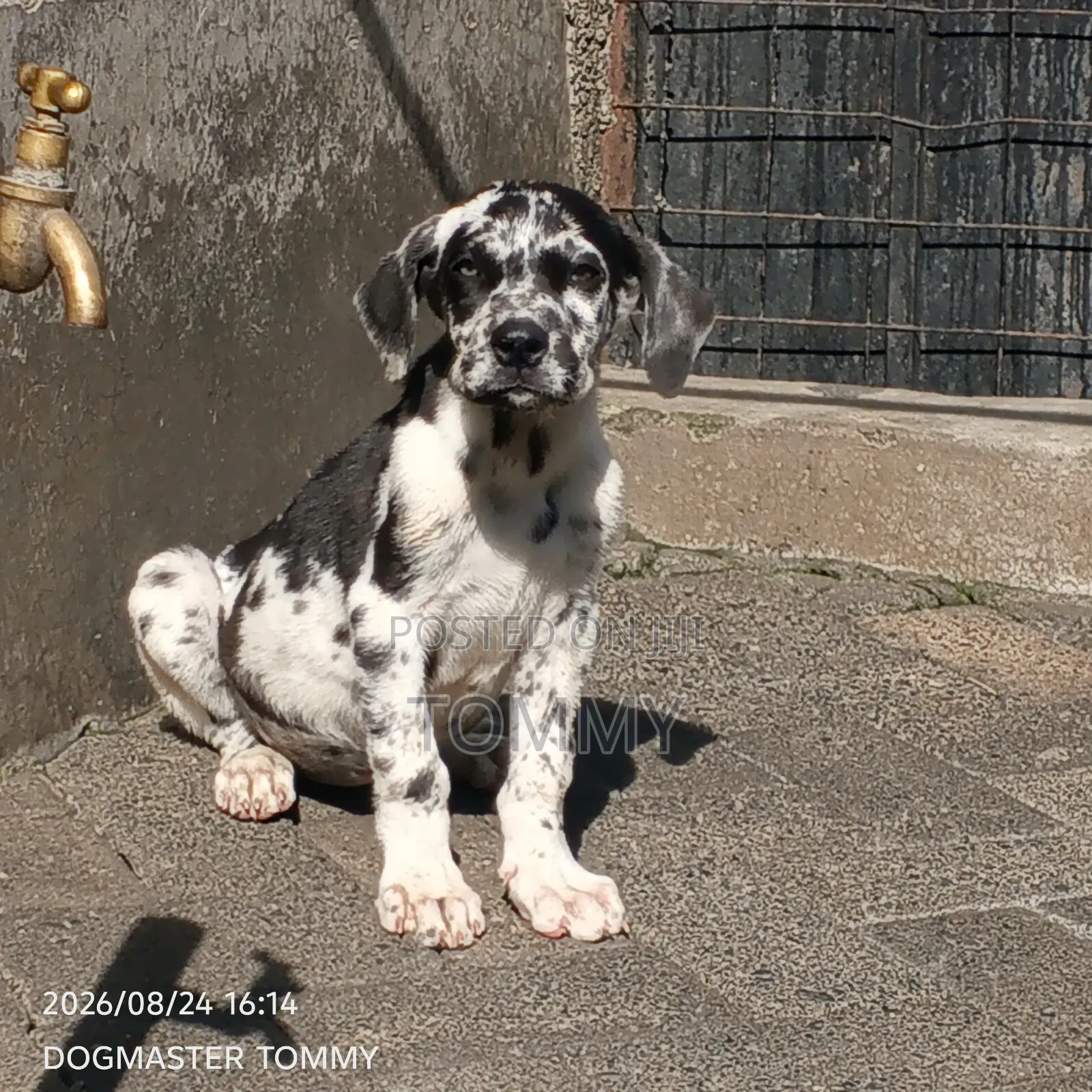 1-3 months Female Purebred Great Dane