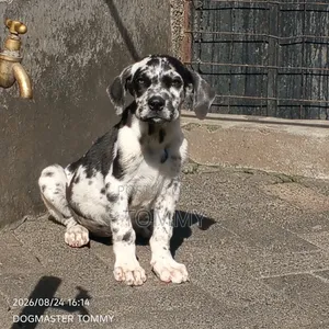 1-3 months Female Purebred Great Dane