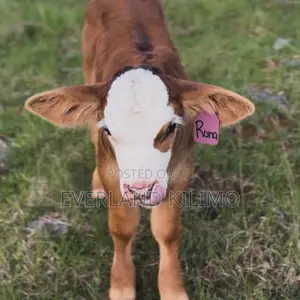 Plain Premium Ear Z- Tags for Cattles