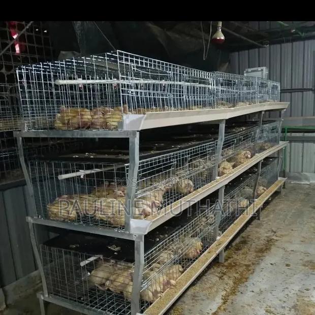 Broiler/Brooding Cages - thumbnail 2