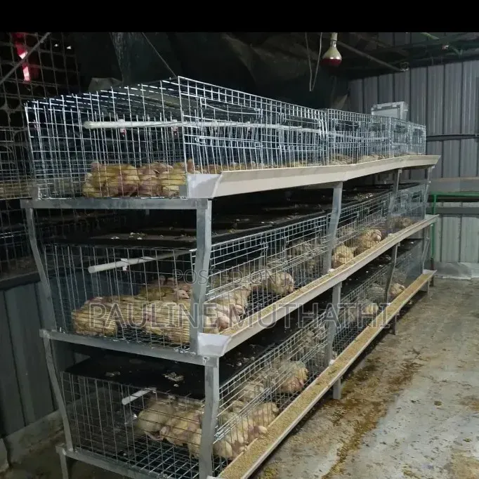 Broiler/Brooding Cages
