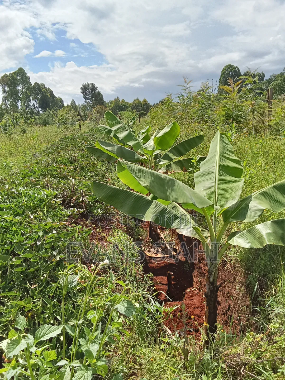 Land for Sale in Tranzoia