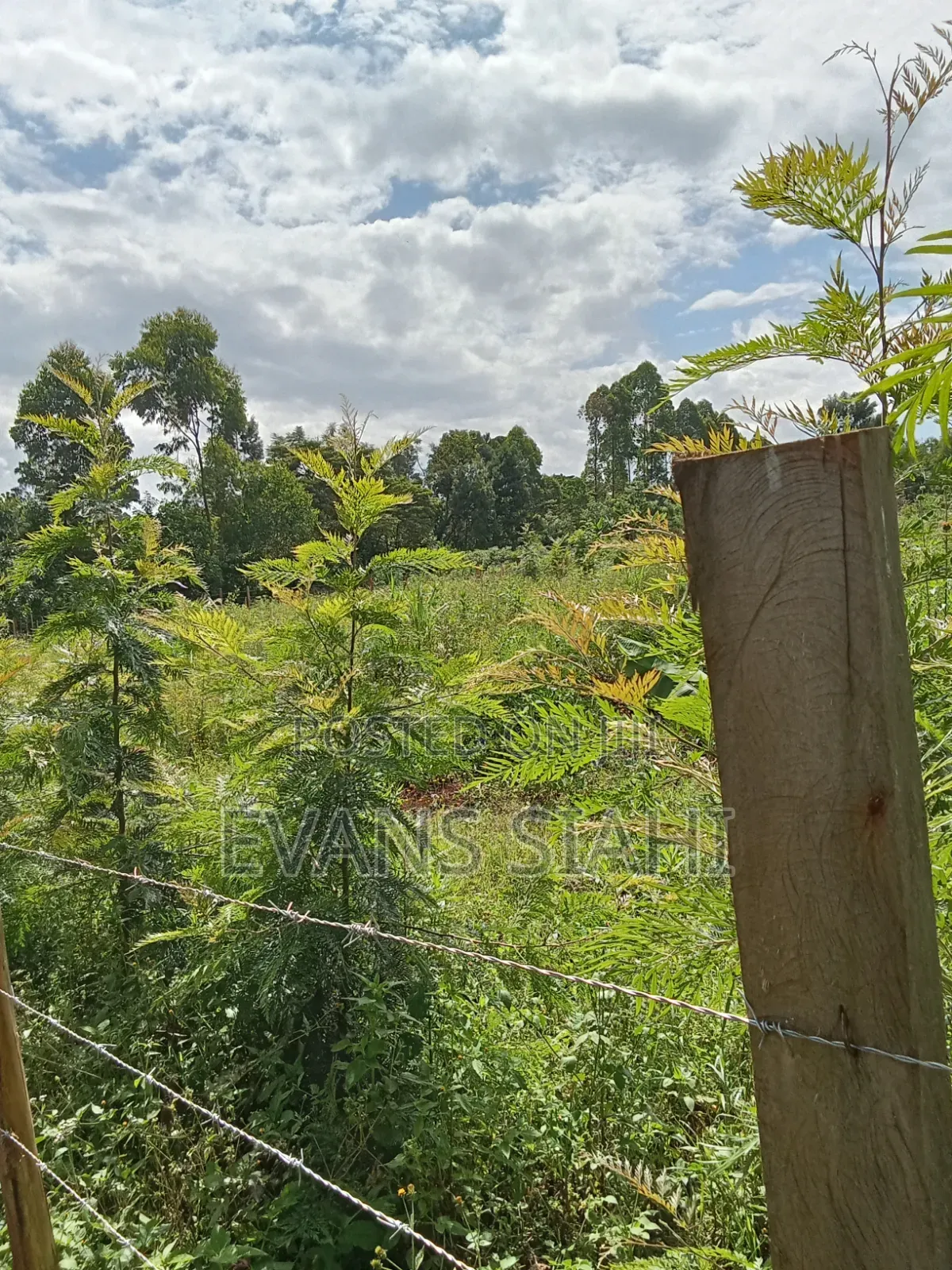 Land for Sale in Tranzoia