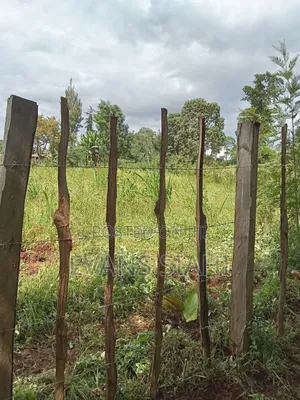 Land for Sale in Tranzoia