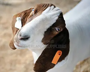 Laser Printable Plain Slim Ear Tags for Sheeps