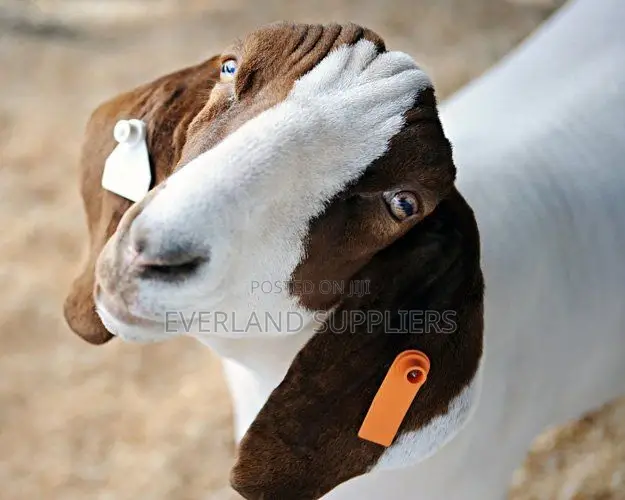 Laser Printable Plain Slim Ear Tags for Sheeps