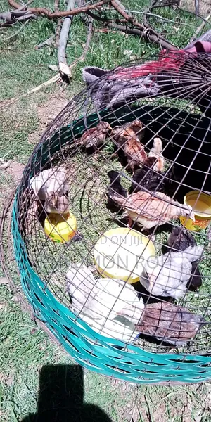 Kienyeji Chicken for Sell