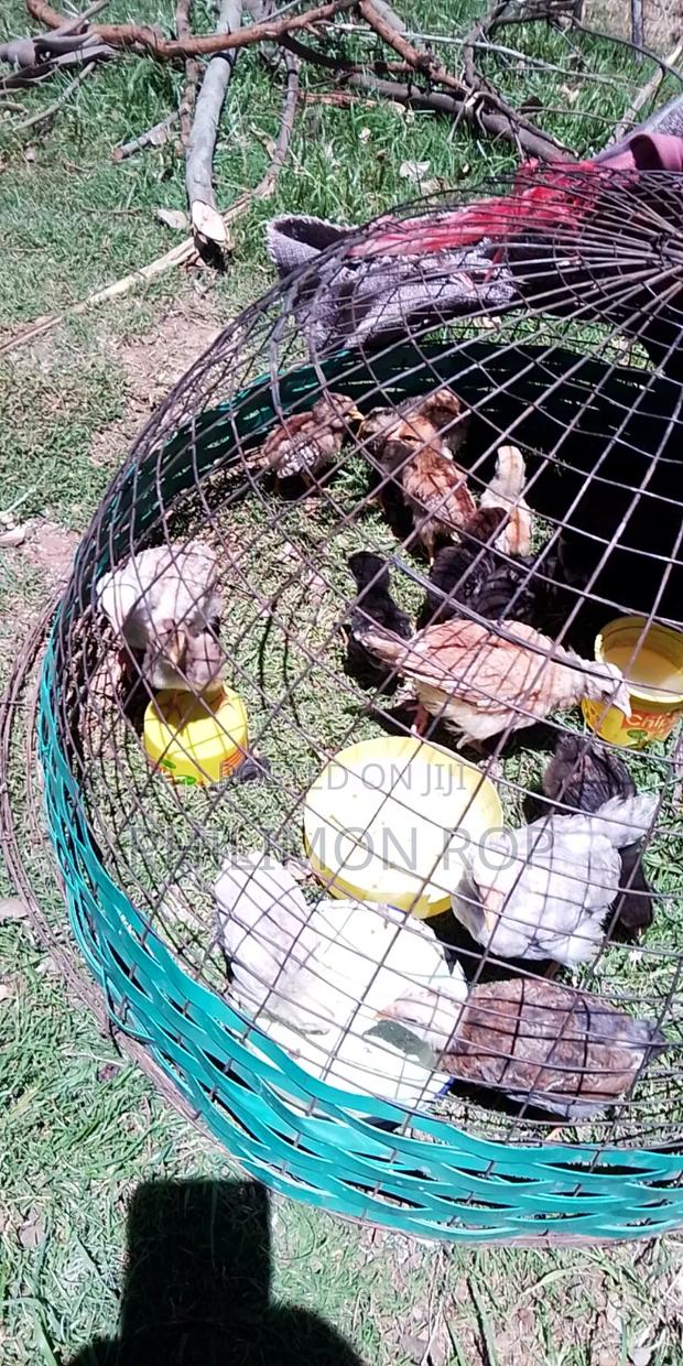 Kienyeji Chicken for Sell