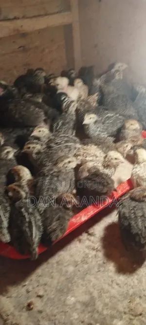 Quails for Sell.
