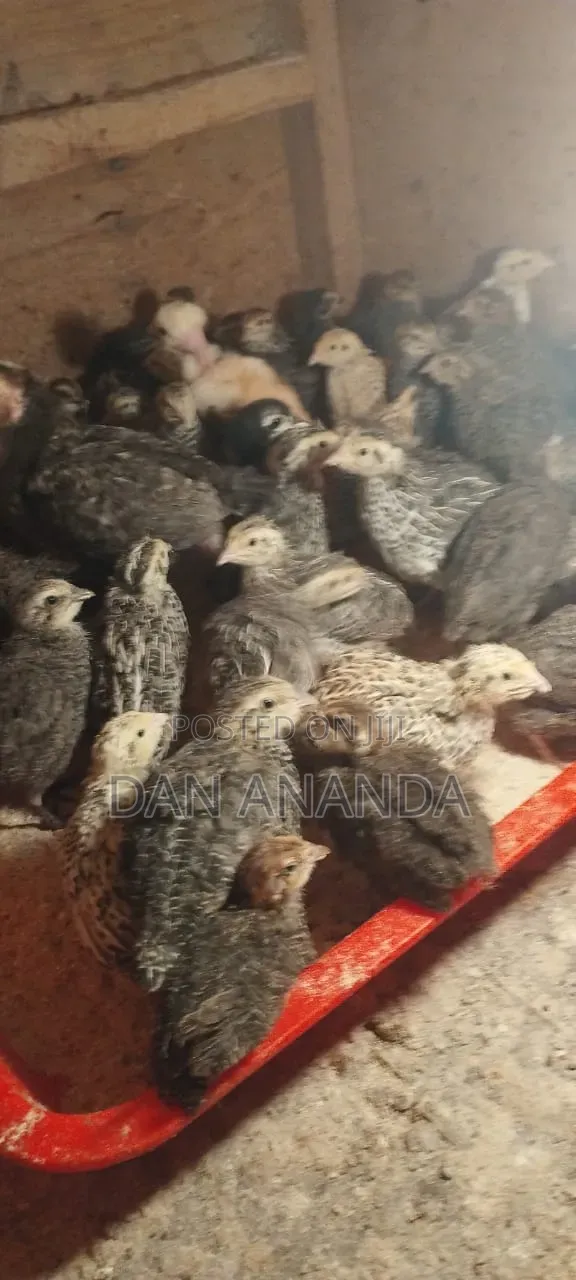 Quails for Sell.