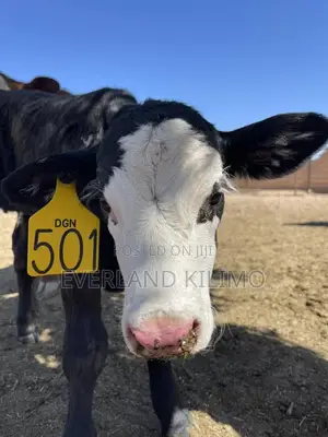 Customized Large Long-Lasting Cattle Ear Tag