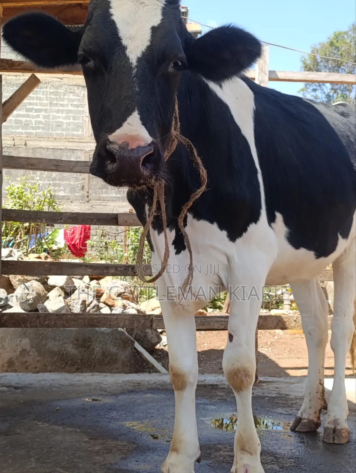 Friesian Heifer for Sale