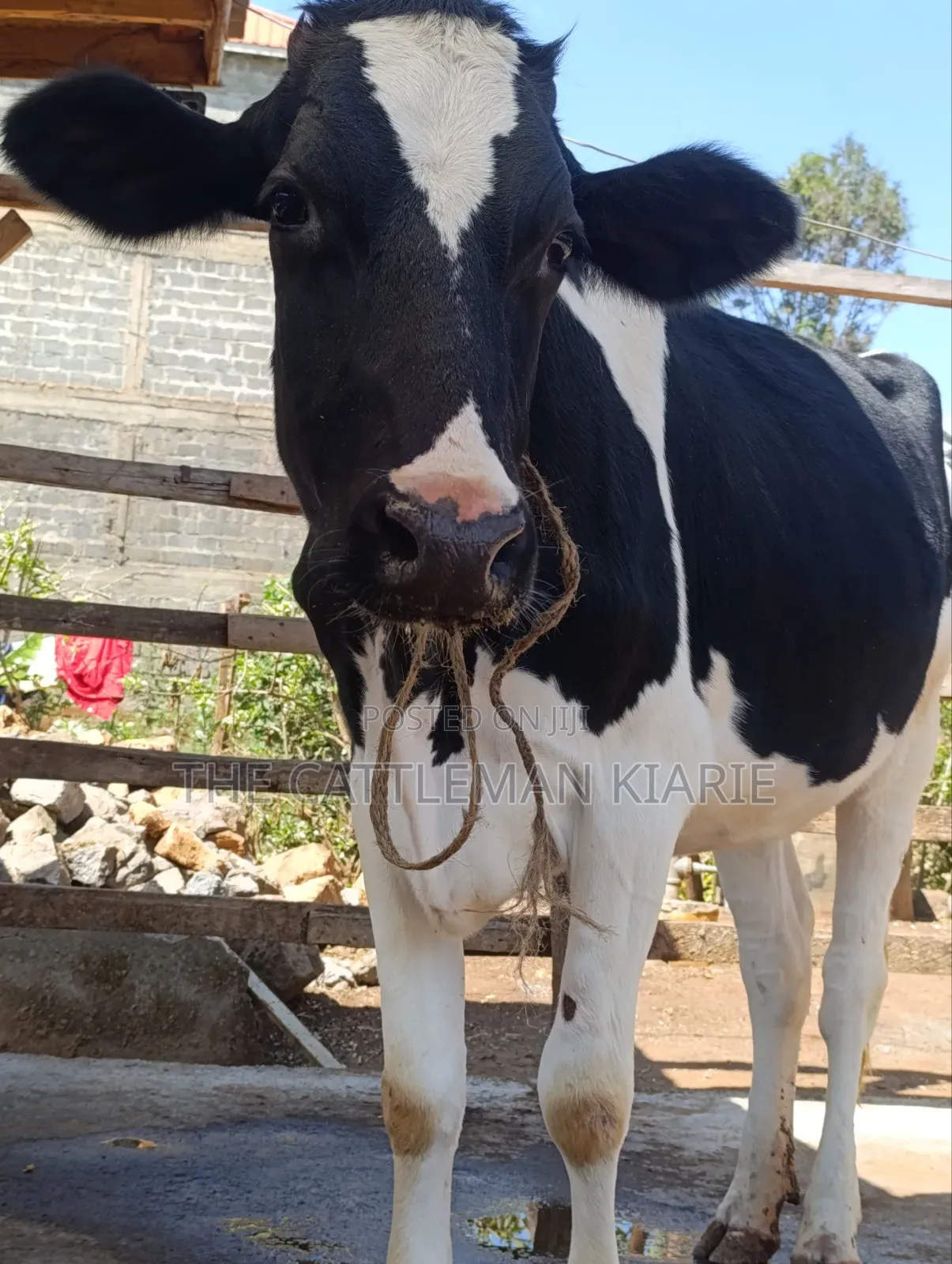 Friesian Heifer for Sale