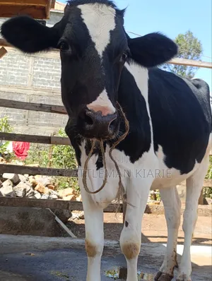 Friesian Heifer for Sale