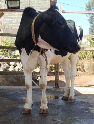 Friesian Heifer for Sale
