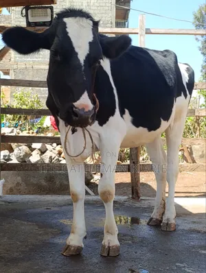 Friesian Heifer for Sale