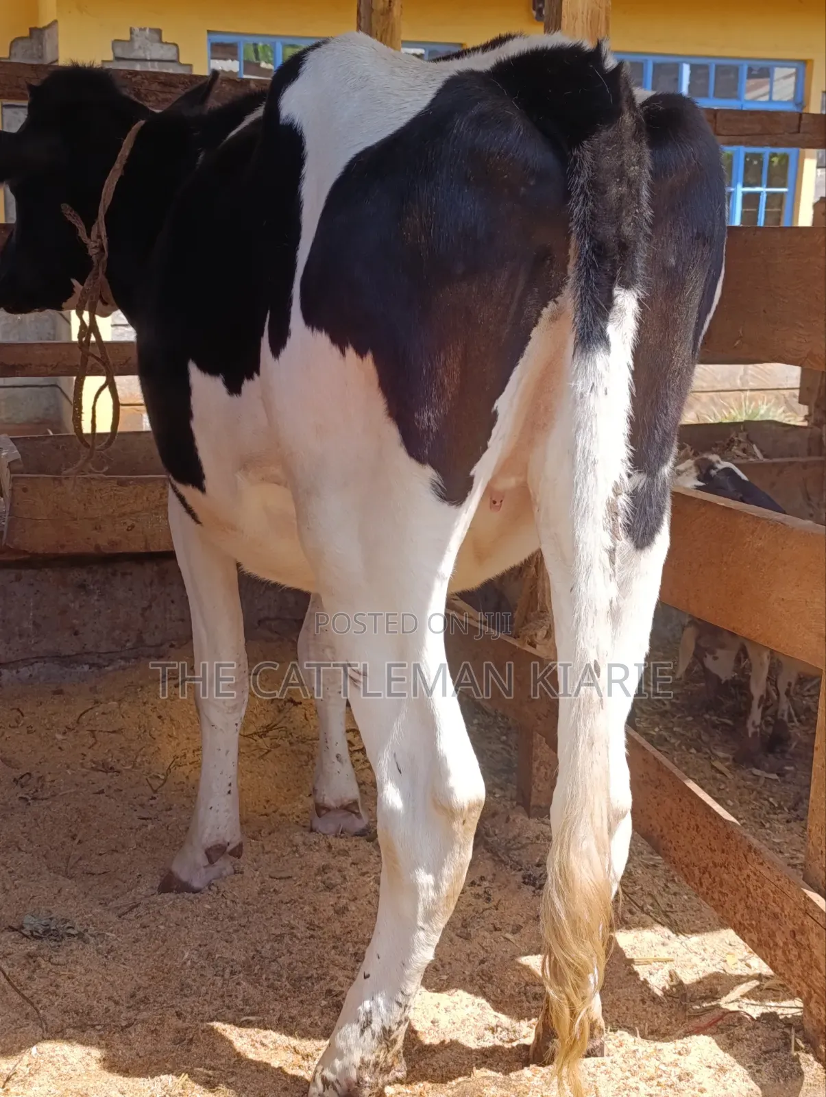 Friesian Heifer for Sale