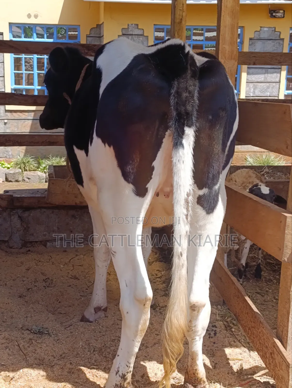 Friesian Heifer for Sale