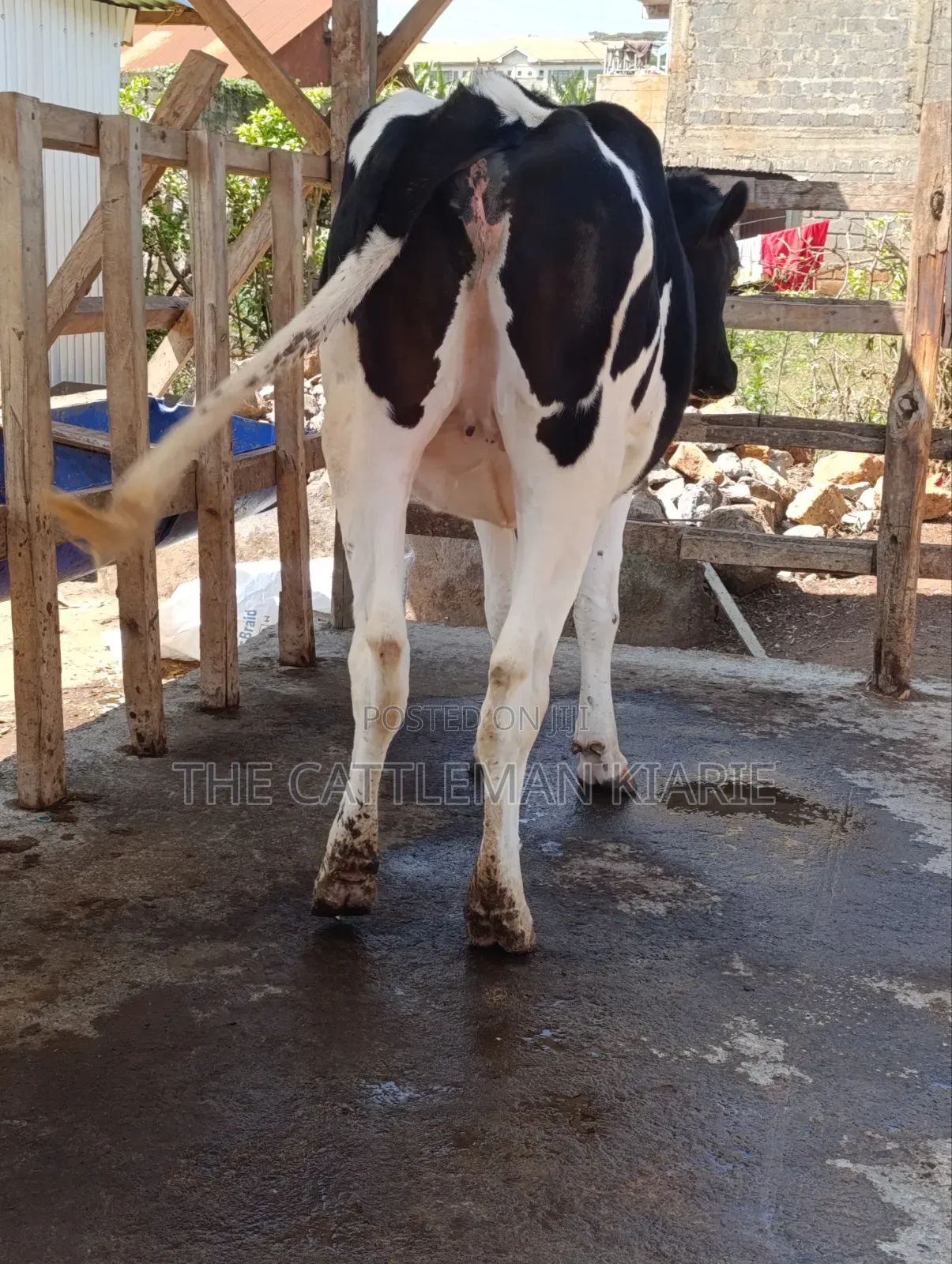 Friesian Heifer for Sale