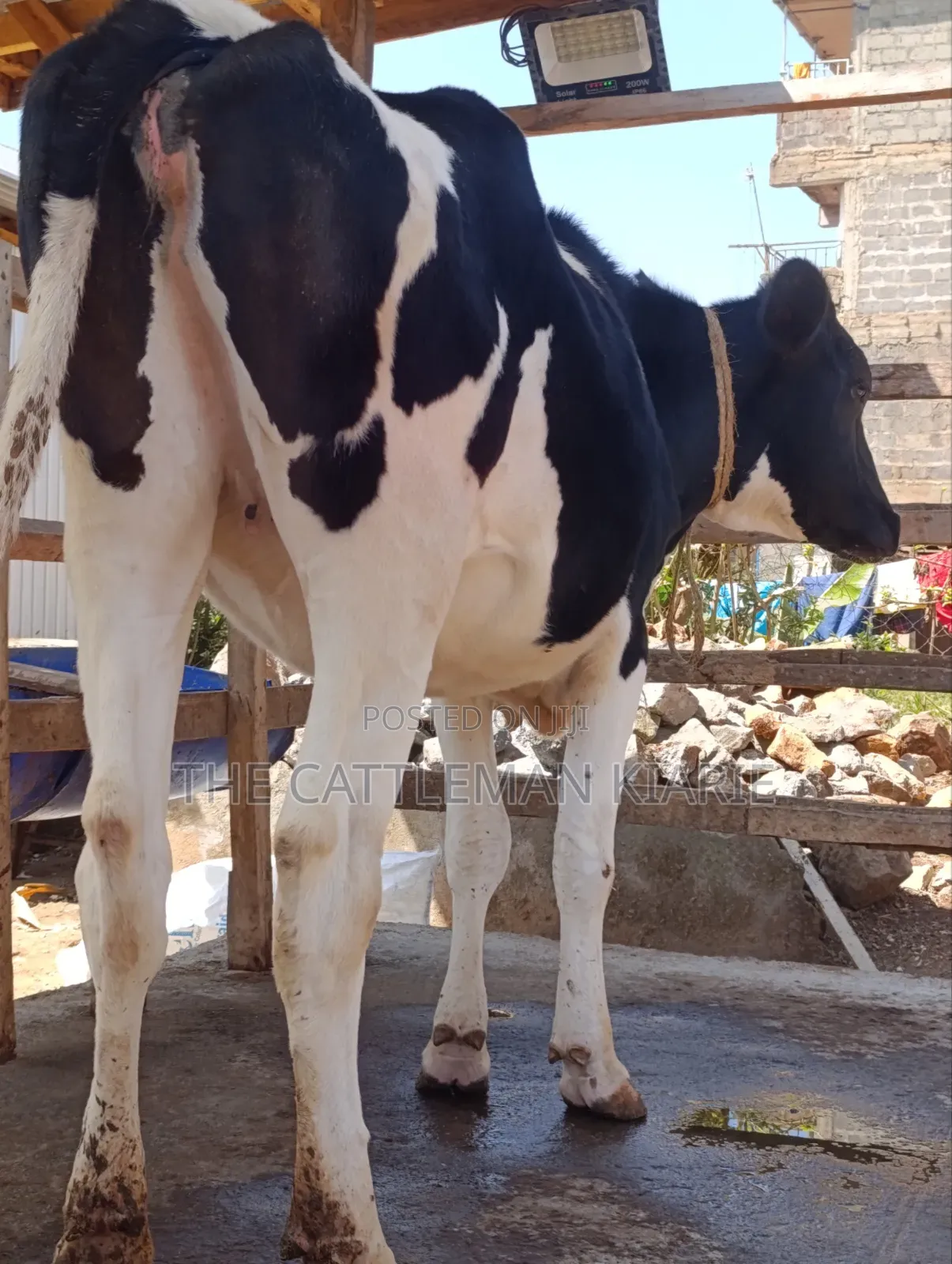 Friesian Heifer for Sale