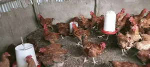 Improved Kienyeji Chicken