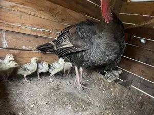 Three , Two and One Month Turkey Male and Female