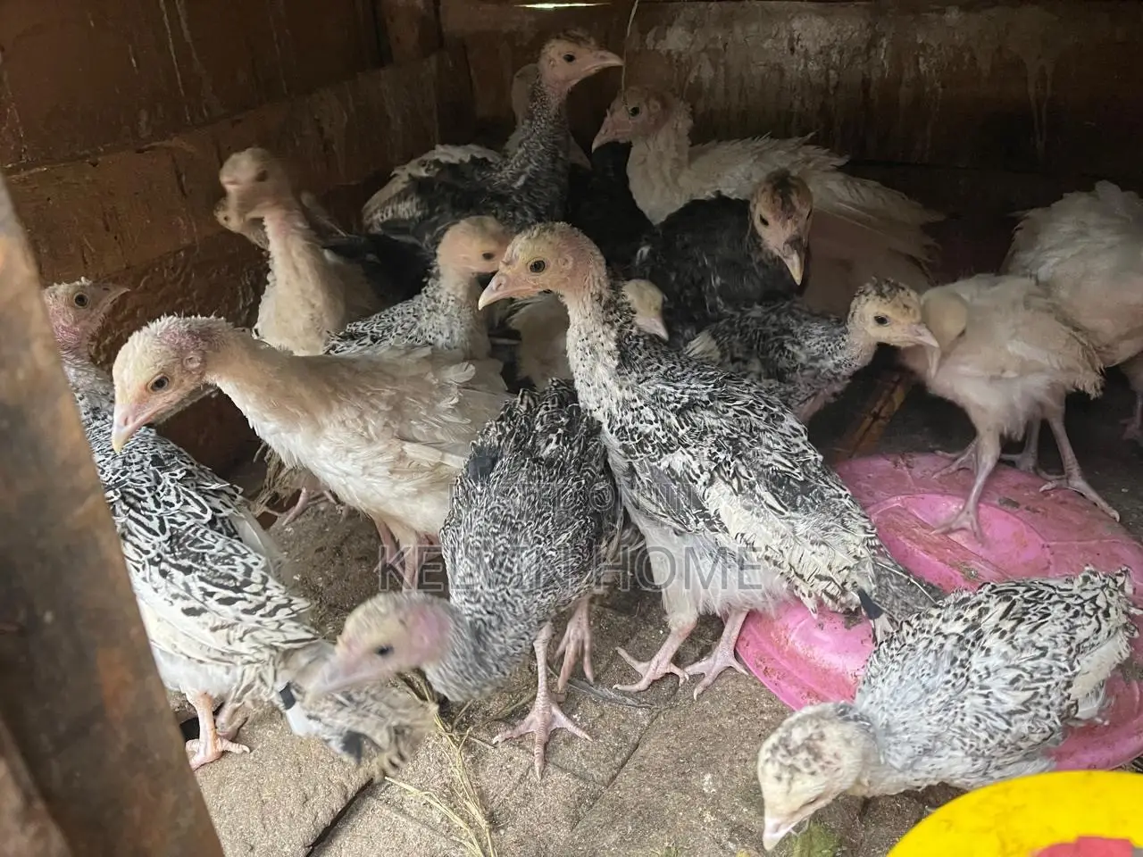 Three , Two and One Month Turkey Male and Female