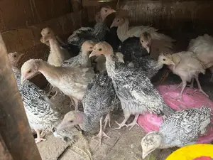 Three , Two and One Month Turkey Male and Female