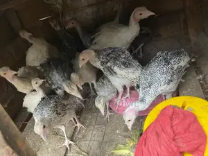 Three , Two and One Month Turkey Male and Female