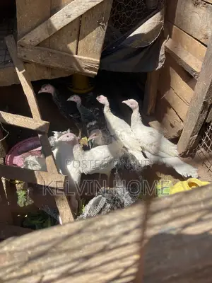 Three , Two and One Month Turkey Male and Female