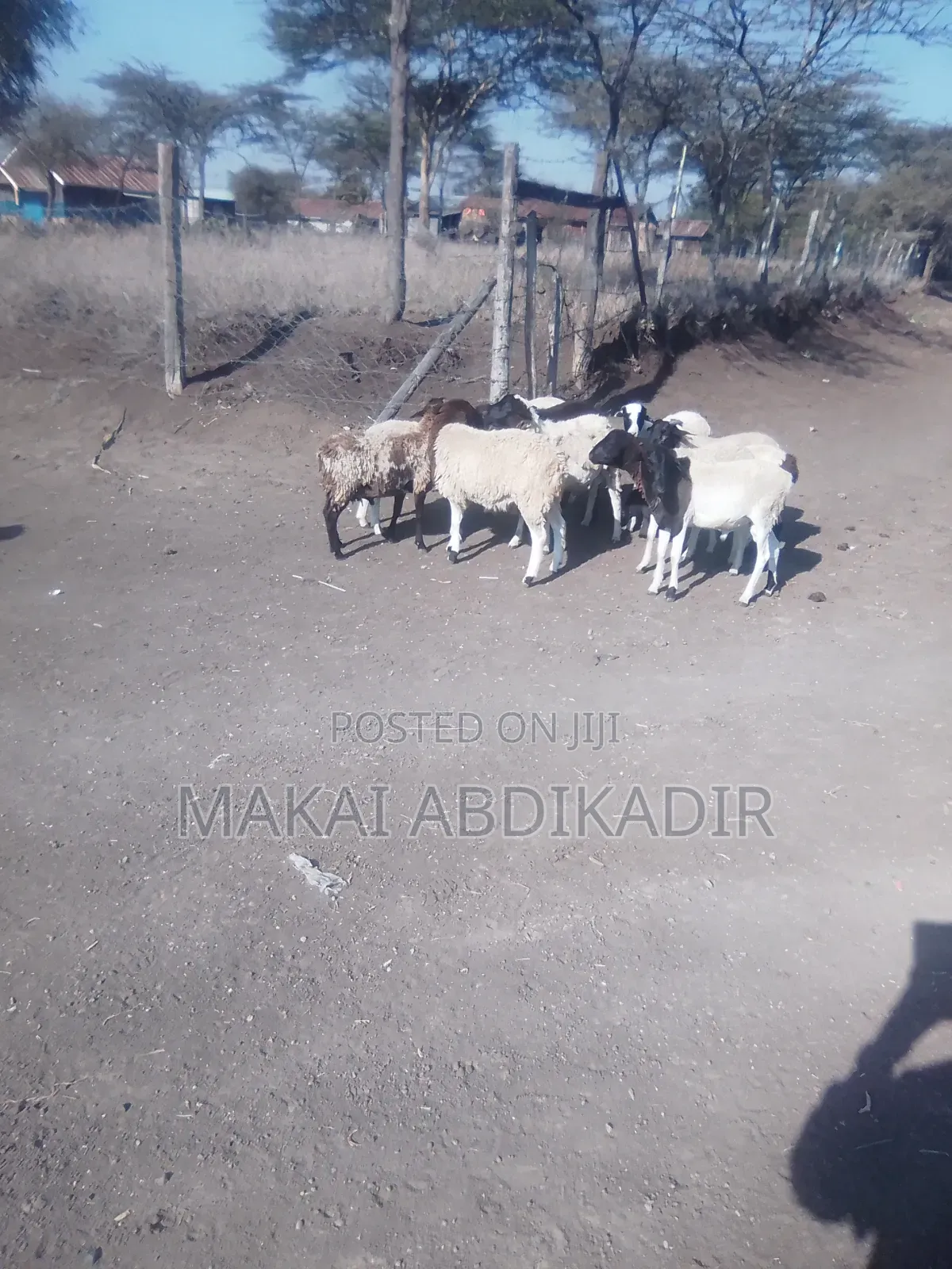 Male Dorpers High Quality