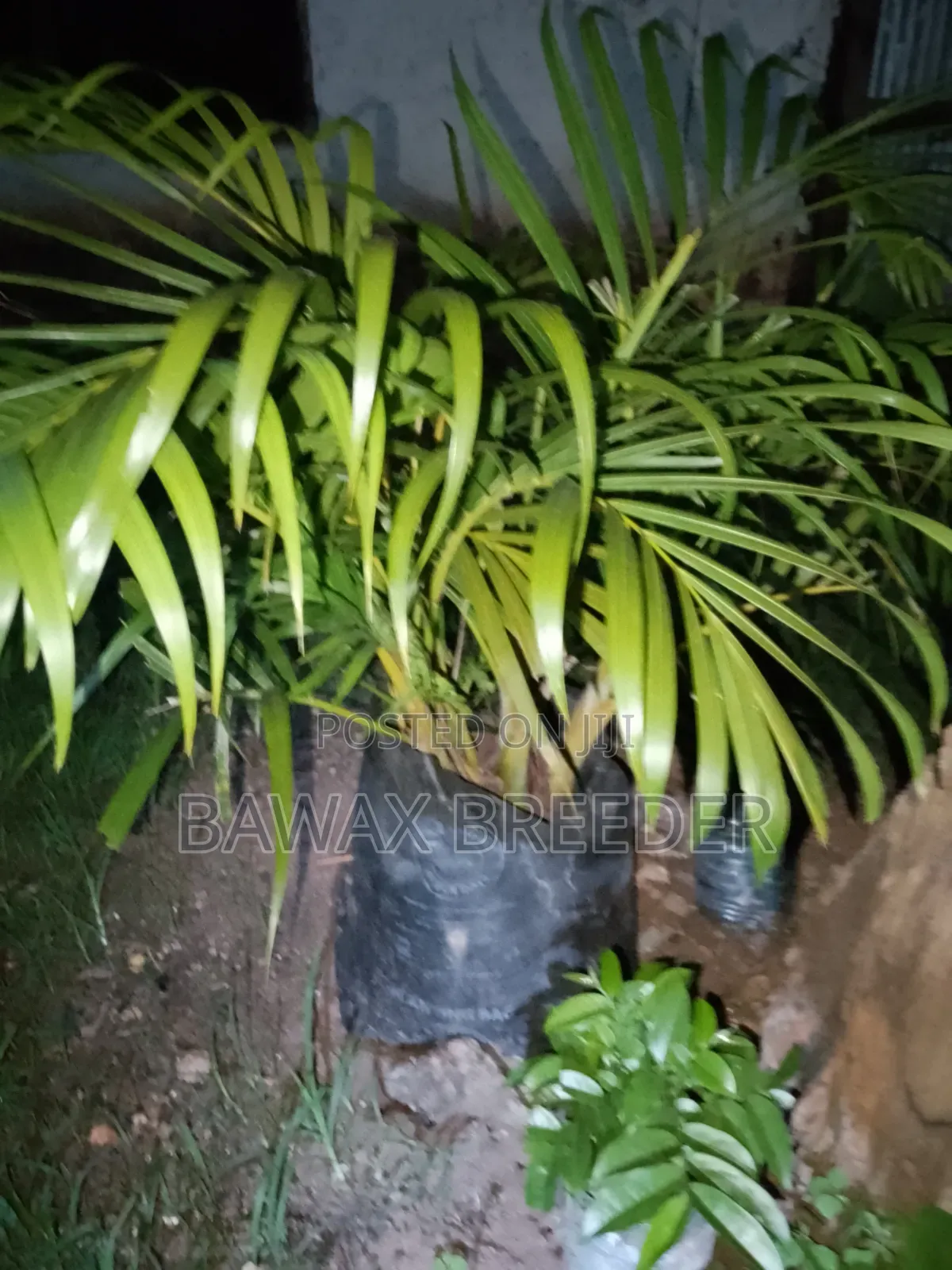 Golden Palm and Red Roses and Pink Roses Trees for Sale